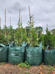 35 Litros Bolsa de Cultivo con 2 asas