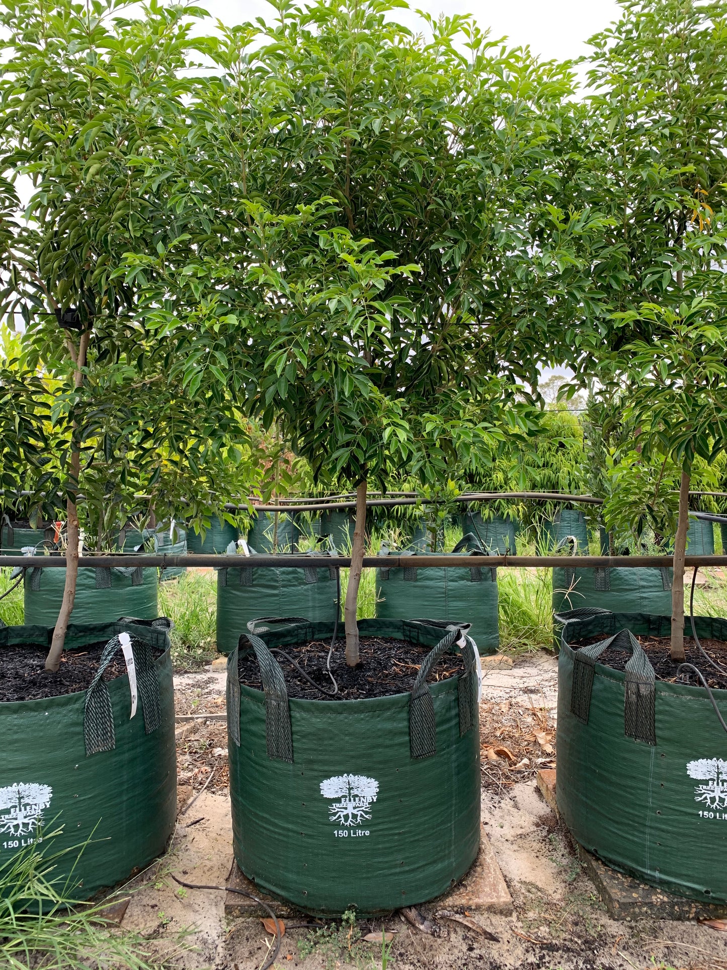 50 Litros Bolsa de Cultivo 2 asas