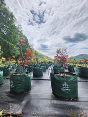 20 litros Bolsa de Cultivo con 2 asas